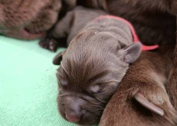 Planowany miot Labrador Retriever  FCI ZkwP o/Wrocław