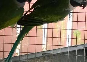 Aleksandrety chinskie