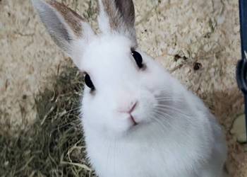Królik miniaturka samiczka młoda