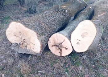 Kłody jesionowe, jesion tartaczny, jesiony