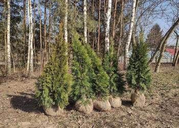Tuja szmaragd Thuja szmaragd smaragd