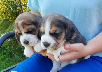 Beagle szczeniaki ZKwP