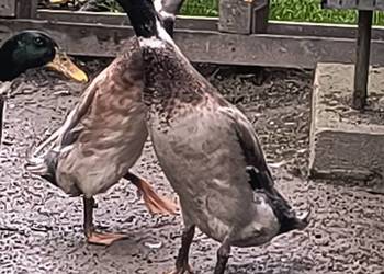 Biegusy indyjskie rasowe