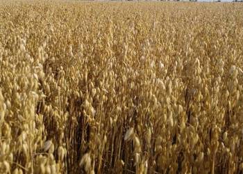 Owies Lion i Nawigator 2025 rok po centrali również bezłuskowy