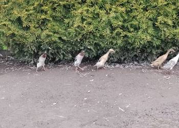 Biegusy indyjskie niespokrewnione 2025r.