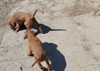 Sprzedam szczeniaka rasy Seter Irlandzki