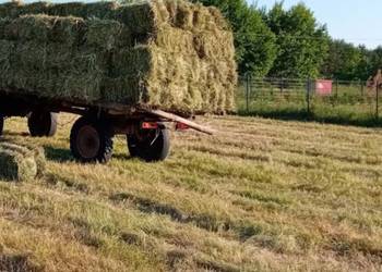 Siano w kostkach, świeże, możliwość transportu