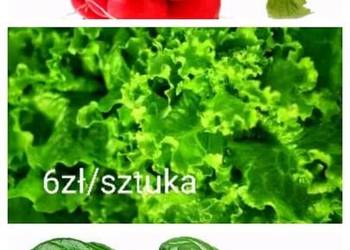 Nowalijki wiosenne rzodkiewka, szpinak, sałata,  szczypiorek