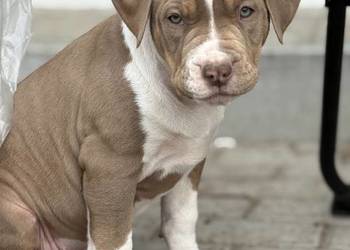 American bully xl suczka