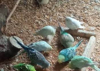 Do sprzedania papugi faliste