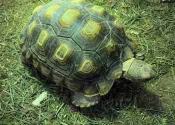 Zółw pustnyy żółw lądowy centrochelys sulcata