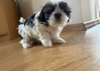 Piesek shih tzu