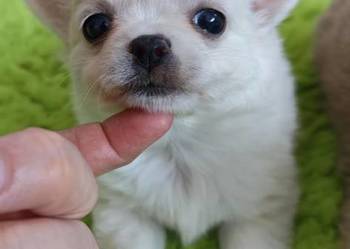 Chihuahua szczenięta super pies mini  prawdziwy rodowód ZKwP FCI