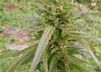 Susz konopny Herbata CBD NATURA 25G Ekologiczny Sen Stres