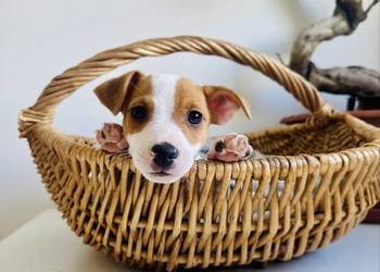 Uroczy Jack Russell Terrier z rodowodem