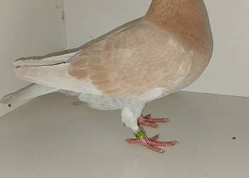 Gołębie Pocztowe Piękne Kolory