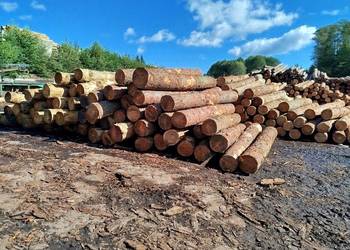 Modrzew na gont (odziomkowa, 40 cm cienszy koniec)