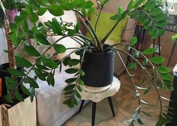 Wielki zamiokulkas z domowej uprawy