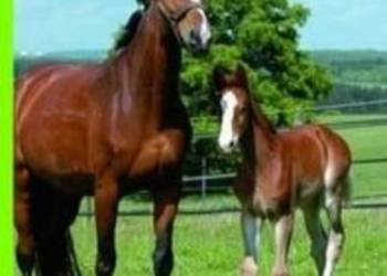 1000 Koni to piękny ilustrowany album dla miłośników koni