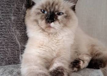 Kotka neva masquerade syberyjska szylkret