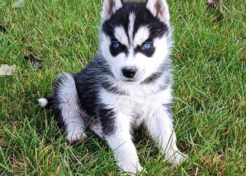 Szczeniaczki Siberian husky z elitarnym rodowodem