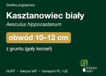Kasztanowiec biały obwód 10-12 cm, z gruntu – HURT