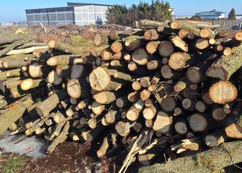 Drewno, drzewo opałowe JABŁOŃ DĄB