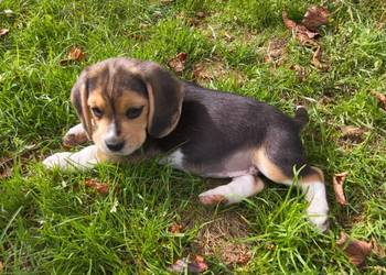 Beagle szczeniaki ZKwP(FCI)