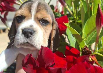 Beagle ZKwP