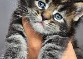 Kociaki maine coon okazja!