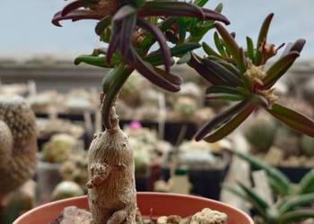 Delosperma bosseranum bonsai 10 lat kaudeks sukulent kolekcja