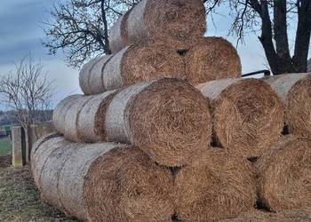 Słoma pszenna w belach 2025