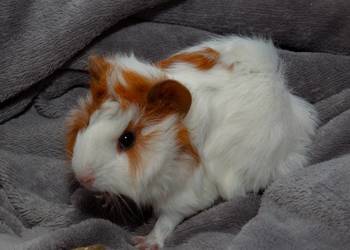 świnka morska cavia domowa  SAMIEC