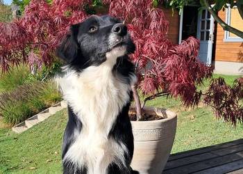 Border Collie - piesek BOSS - z hodowli NEGRESSE