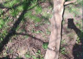 Drewno kłoda orzecha włoskiego