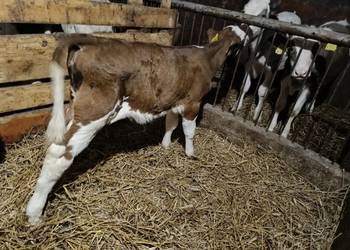 Sprzedam cielaki jałowka oraz byk