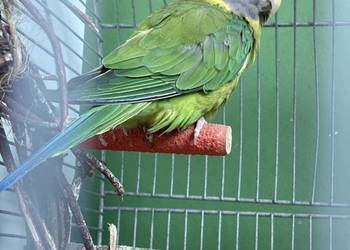 Alexandretta śliwogłowa samica