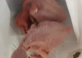 Papuga Papugi Do ręcznego karmienia Pisklaki Ara Marakana Kakadu Różowe