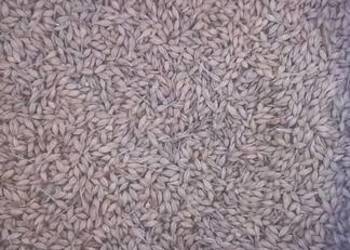 Jęczmień   , przesiany , czyszczony