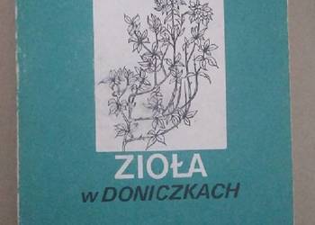 Zioła w doniczkach