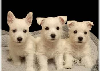 ZKwP FCI West Highland White Terrier | westie 2025