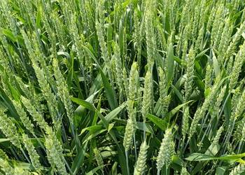 Sprzedam pszenicę ozimą Patras