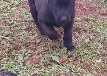Owczarek Belgijski Malinois FCI