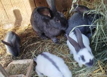 Srokacze niebieskie młode