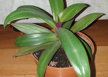 Trzykrotka, reo meksykańskie, na balkon, ogród, do domu