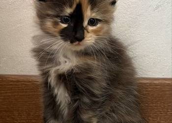 Miniaturowy domowy ryś. Kurylski Bobtail z pomponem. Rodowód