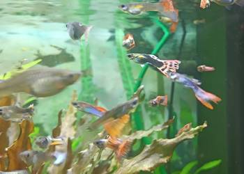 Gupiki mix Pawie Oczko