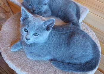 Sprzedam kocięta rasy rosyjskiej niebieskie z rod,szczep,czip Sprzedam kocięta rasy rosyjskiej niebieskie z rod,szczep,czip