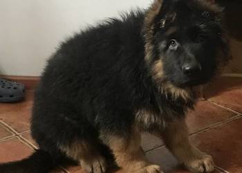 Owczarek niemiecki długowłosy mocnej budowy grubej kości szczeniaki