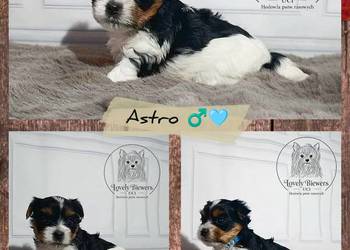 Astro - Biewer Yorkshire Terrier ZHPR UCI - 4 pokoleniowy rodowód